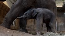 Oregon Zoo shows off new-born baby elephant