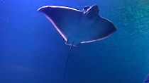 A common eagle ray