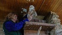 Conservation officer Anna Kazazou holds a barn owl after removing it from a nesting box at the Attica Zoological Park, near Athens, on Jan. 21, 2025. 