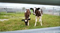 Calves stand in a pen at a US animal disease centre research facility in August 2024.