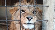 Globally, more than 100 companies involved in the trafficking of protected species were identified.