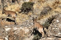 How Uzbekistan's conservation efforts are restoring biodiversity