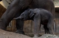 Oregon Zoo shows off new-born baby elephant