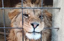 Globally, more than 100 companies involved in the trafficking of protected species were identified.