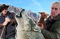Wolf protection reduced in Europe. Is biodiversity at stake?