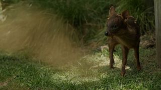 Baby Pudu, born on 6 November at the Temaikèn biopark in Buenos Aires, Argentina, on 11.12.2024