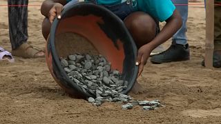 Tourists gather to watch turtle hatchlings enter the sea for the first time