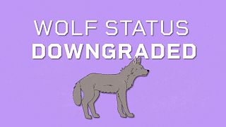 EU DECODED: How and why is EU downgrading protection status of wolves?