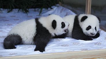Leni and Lotti romping around the enclosure with their mother Meng Meng.