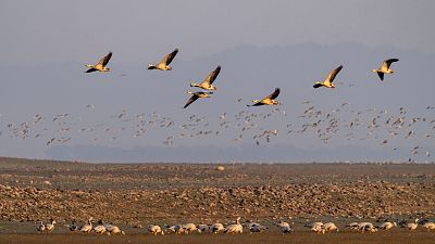 Bar-headed geese gather at the Pong wetland in Nagrota Suriyan, Himachal Pradesh state, India.