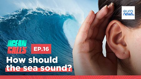 Ocean Calls. Episode 16.