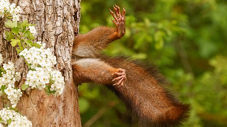 The Nikon Comedy Wildlife Awards combine humour and photography to promote conservation. 
