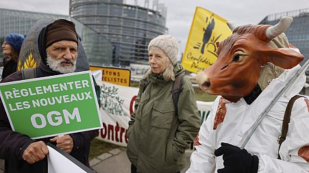 Protesters outside the European Parliament demand regulation of new GMOs in February 2024, highlighting what remains an issue of major public interest in Europe.