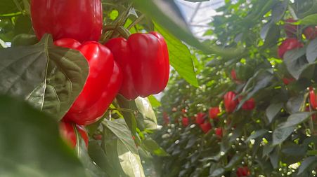 Is sustainable sourcing the future of food?