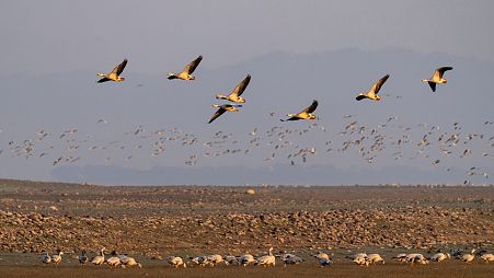 Bar-headed geese gather at the Pong wetland in Nagrota Suriyan, Himachal Pradesh state, India.