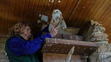 Conservation officer Anna Kazazou holds a barn owl after removing it from a nesting box at the Attica Zoological Park, near Athens, on Jan. 21, 2025. 