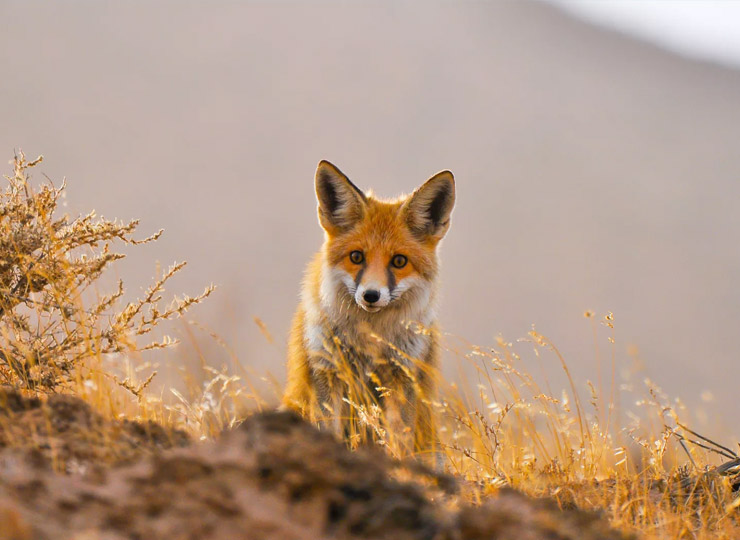 Karakum to the Caspian: Turkmenistan’s untouched natural wonders